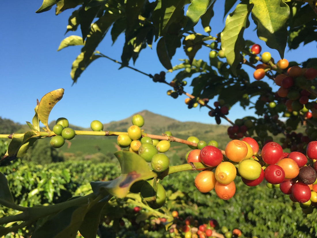 Cafea de specialitate din Brazilia: gust, procesare și cum o alegi